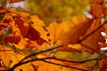 Abstract foliage background, beautiful tree branch in autumn Royalty Free Stock Photo