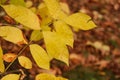 Abstract foliage background, beautiful tree branch in autumn forest, bright warm sunlight Royalty Free Stock Photo