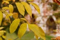 Abstract foliage background, beautiful tree branch in autumn forest, bright warm sunlight Royalty Free Stock Photo