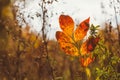 Abstract foliage background, beautiful tree branch in autumnal forest, bright warm sun light, orange dry maple leaves, autumn seas Royalty Free Stock Photo