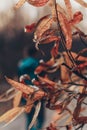 Abstract foliage background, beautiful tree branch in autumnal forest, bright warm sun light, orange dry maple leaves Royalty Free Stock Photo