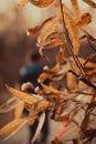 Abstract foliage background, beautiful tree branch in autumnal forest, bright warm sun light, orange dry maple leaves Royalty Free Stock Photo