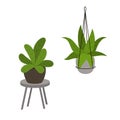 Abstract foliage houseplants in pots in modern decorative standing and hanging planters