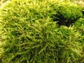 Abstract forest green moss background. Nature landscape wallpaper Royalty Free Stock Photo