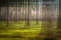Abstract forest image created using the intentional camera movement technique Royalty Free Stock Photo