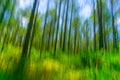 Abstract forest image pine forest from low angle view