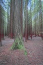 Abstract forest Whakarewarewa Redwood Forest