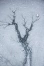 Abstract Formation Formed from Refreezing Water on a Pond Royalty Free Stock Photo