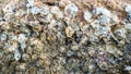 Abstract fossil shell texture background.