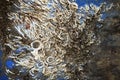 Abstract fossil of shellfish stick On a blue plastic bucket