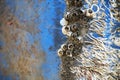Abstract fossil of shellfish stick On a blue plastic bucket