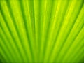 Abstract of Fountain Palm Leaf Royalty Free Stock Photo