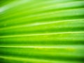 Abstract of Fountain Palm Leaf Royalty Free Stock Photo