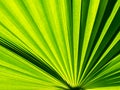 Abstract of Fountain Palm Leaf Royalty Free Stock Photo