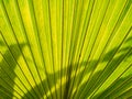 Abstract of Fountain Palm Leaf Royalty Free Stock Photo