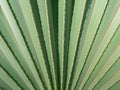 Abstract of Fountain Palm Leaf Royalty Free Stock Photo