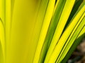 Abstract of Fountain Palm Leaf and Shadow Royalty Free Stock Photo