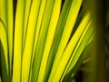 Abstract of Fountain Palm Leaf and Shadow Royalty Free Stock Photo