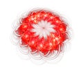 Red flower isolated on white background Royalty Free Stock Photo