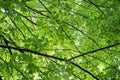 Abstract fresh green nature background of fresh green leaves and dark stems.