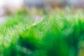 Abstract fresh natural background of green grass and beauty blurred bokeh. Selective focus close up for abstract blurred Royalty Free Stock Photo