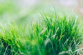 Abstract fresh natural background of green grass and beauty blurred bokeh. Selective focus close up for abstract blurred Royalty Free Stock Photo