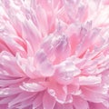 Abstract fresh tender pink peony flower petals background