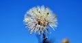 Pappies wet with frost of Canadian horseweed, a winter morning