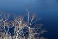 Abstract frost trees Royalty Free Stock Photo