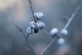 Abstract frozen twig with blackthorn berry