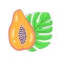 Abstract fruit papaya. Bright colour in vector illustration