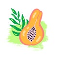 Abstract fruit papaya. Bright colour in vector illustration