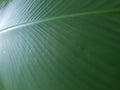 Abstract Full Frame Background of Dark Green Foliage with Soft Light Glare Royalty Free Stock Photo
