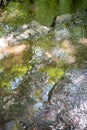 Abstract full frame image of green foliage and blue sky reflecting in a forest stream. Royalty Free Stock Photo