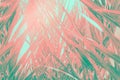 Abstract futuristic tropical background. Coppice of palm trees with long dangling spiky leaves pattern. Green teal pink gradient Royalty Free Stock Photo