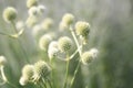 Abstract garden and thistle seeds Royalty Free Stock Photo