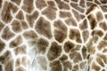 Abstract genuine leather skin of giraffe blurred natural background Royalty Free Stock Photo
