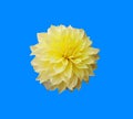 Dazzling Sun Dinnerplate Dahlia Yellow Royalty Free Stock Photo