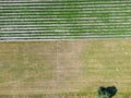 Abstract geometric shapes of agricultural parcels of different crops in yellow and green colors. Aerial view shoot from drone Royalty Free Stock Photo