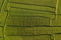 Abstract geometric shapes of rice fields in green Royalty Free Stock Photo