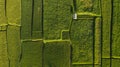 Abstract geometric shapes of rice fields in green Royalty Free Stock Photo