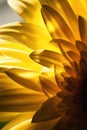 Abstract gerbera flower petal detail in backlit Royalty Free Stock Photo