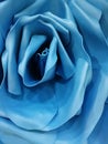 The giant blue flower rose background