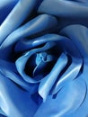The giant blue flower rose background
