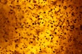 Abstract golden background bubbles rare shapes different Royalty Free Stock Photo