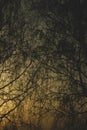 Abstract golden forest texture background. tree branches silhouette Royalty Free Stock Photo