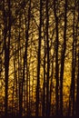 Abstract golden forest texture background. tree branches silhouette Royalty Free Stock Photo