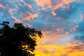 Abstract golden light from the sunset in the twilight sky with silhouette of tree in foreground Royalty Free Stock Photo
