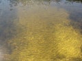 Abstract golden texture of ripples on the water and silhouettes of the fish under water. Curly lines of sun glare on the surface