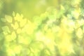 Abstract gradient green light and yellow colorful spring or summer bokeh background. Beautiful texture